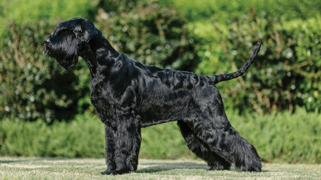 Giant Schnauzer-8