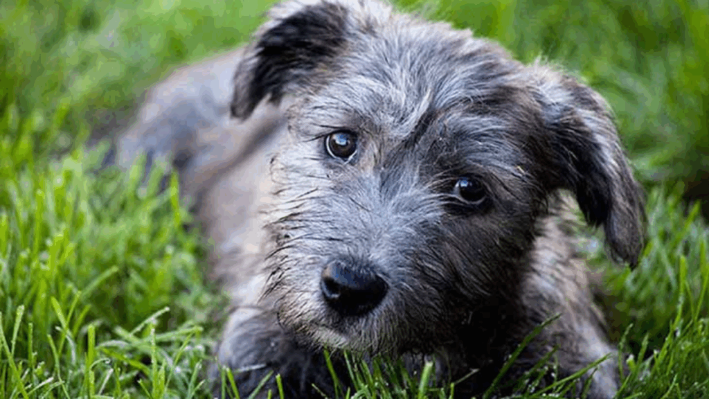 Glen Of Imaal Terrier-9