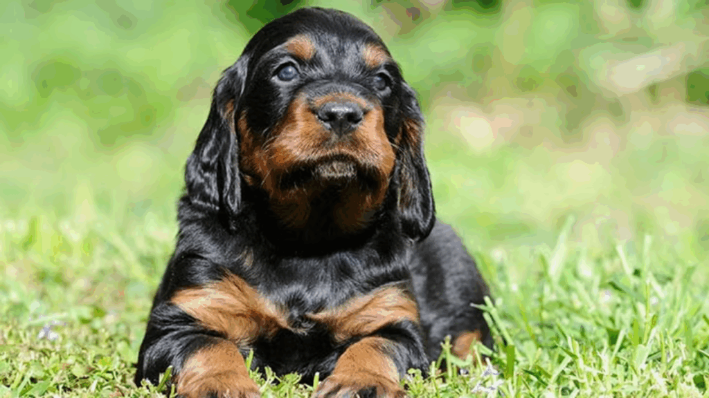Gordon Setter-10