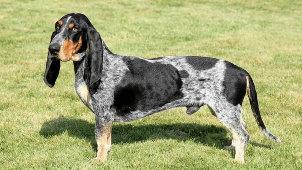 Grand Bleu De Gascogne (Imp)-11