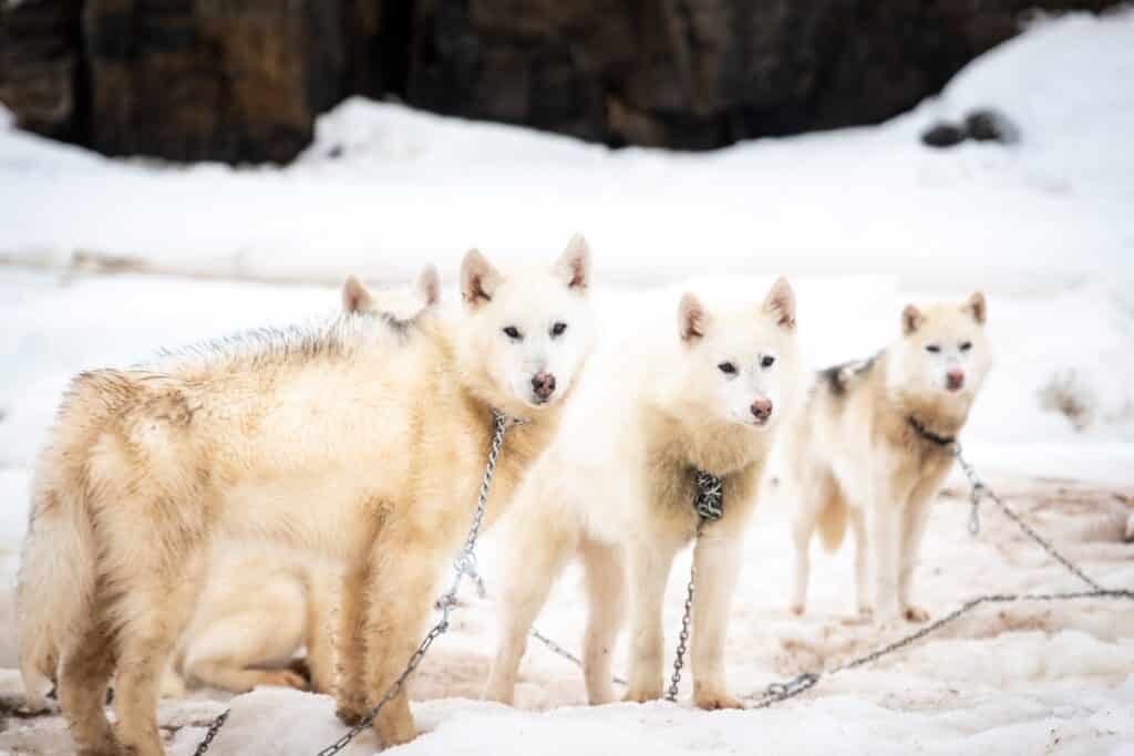 Greenland Dog