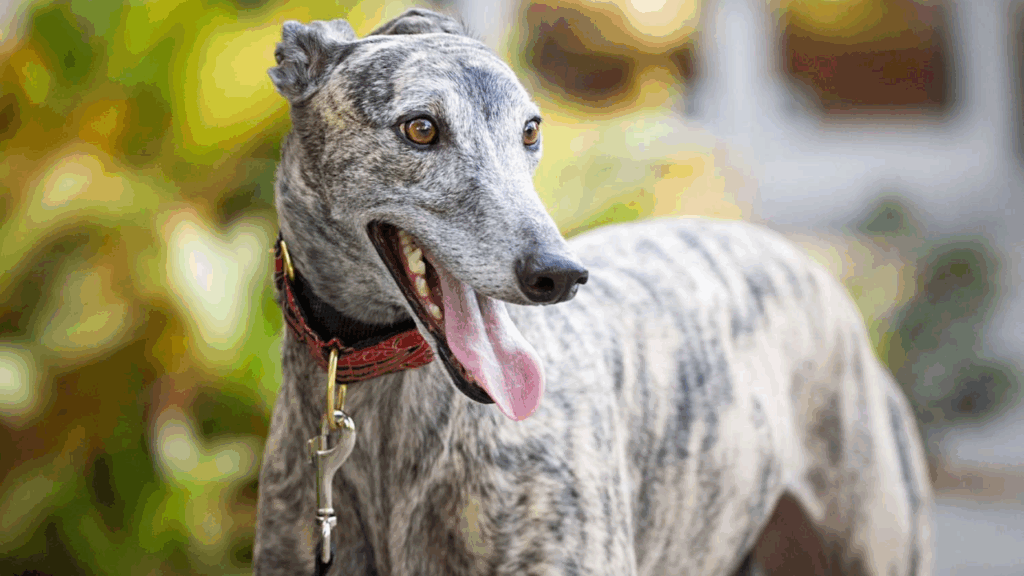 Greyhound-15