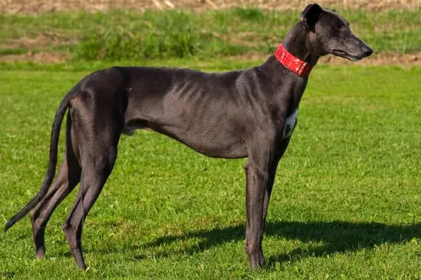 Greyhound