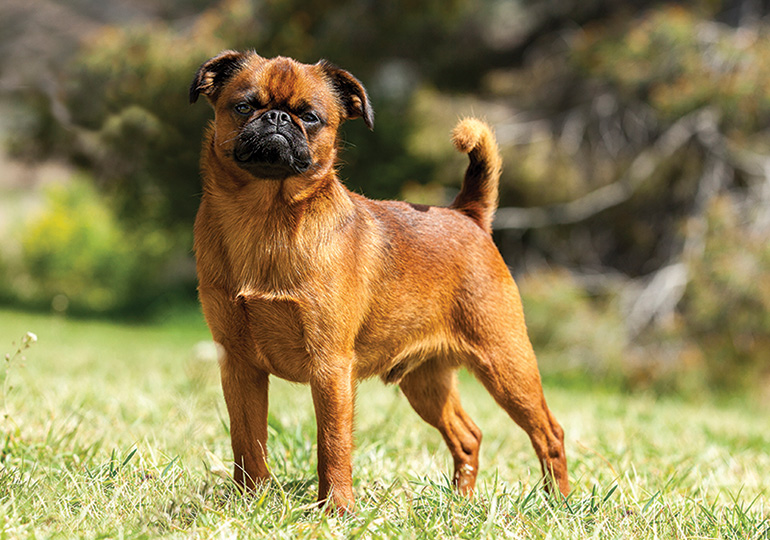 Griffon Bruxellois