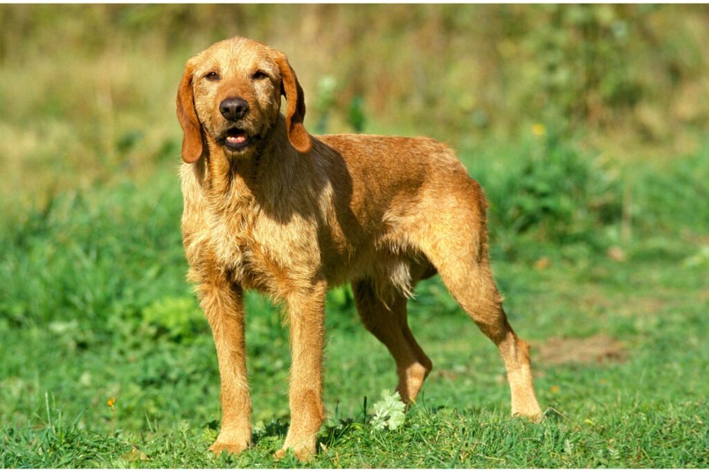 Griffon Fauve De Bretagne (Imp)