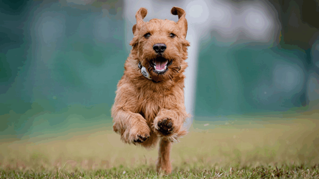 Griffon Fauve De Bretagne (Imp)-17