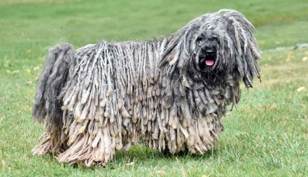 Hungarian Puli