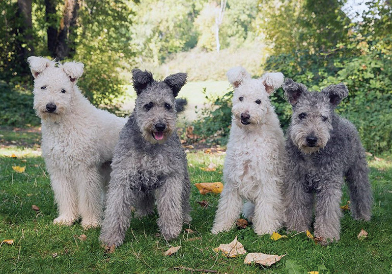 Hungarian Pumi