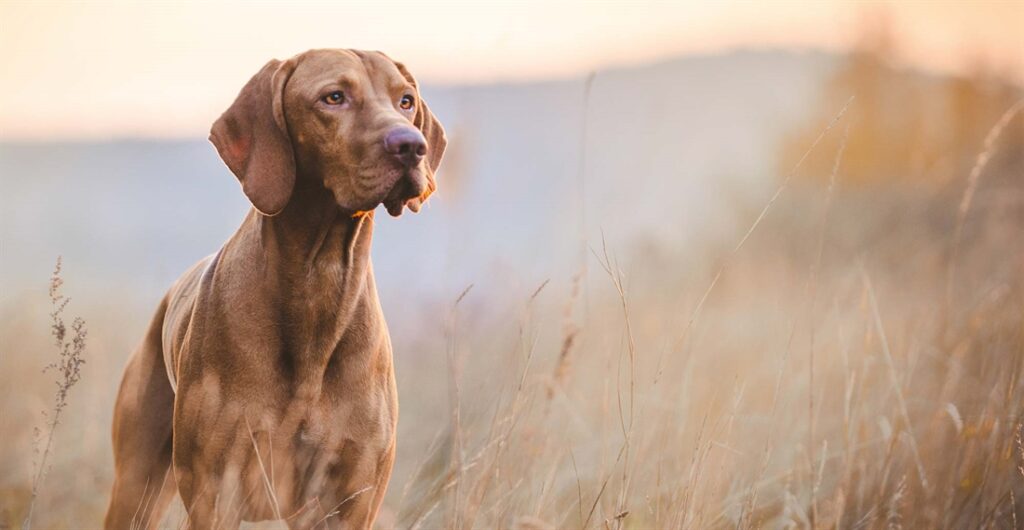 Hungarian Vizsla