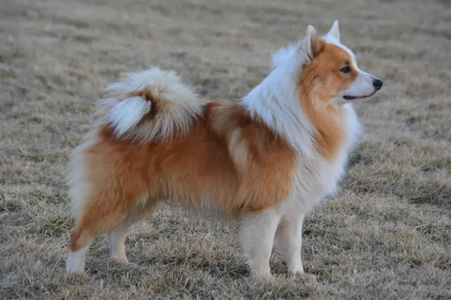 Icelandic Sheepdog (Imp)