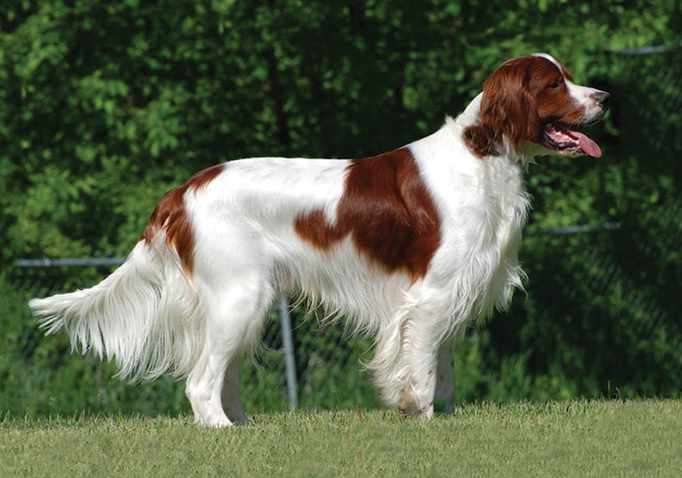Irish Red & White Setter