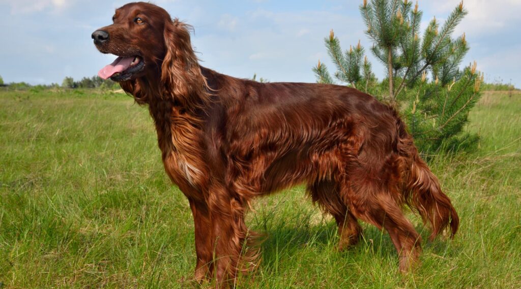 Irish Setter