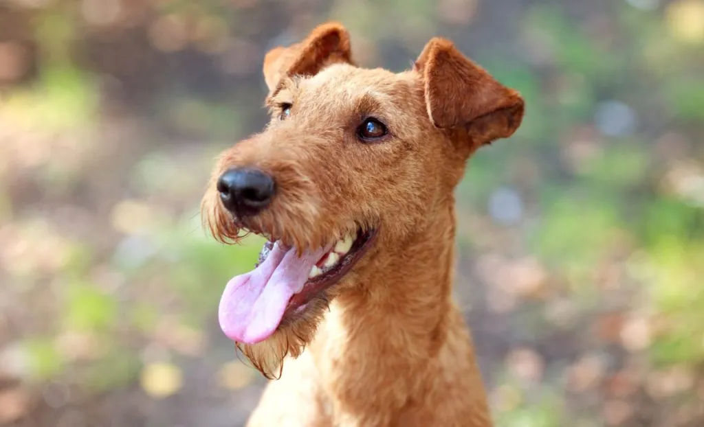 Irish Terrier