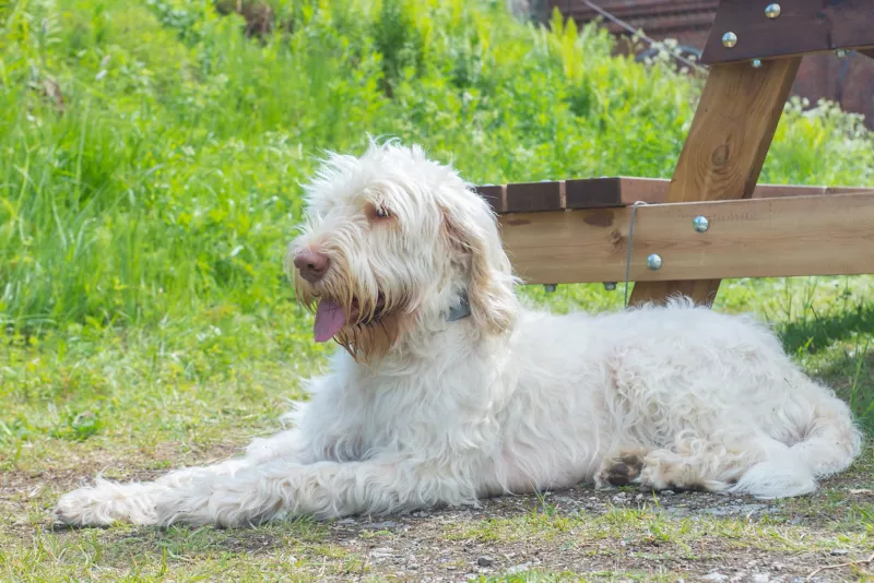 Italian Spinone