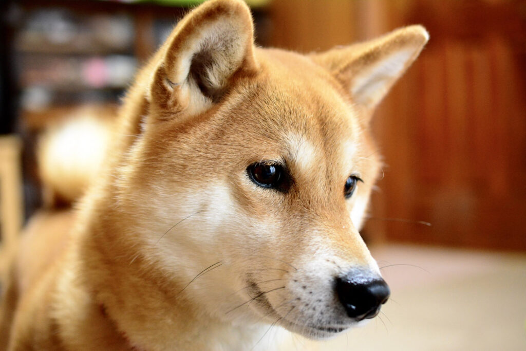 Japanese Shiba Inu