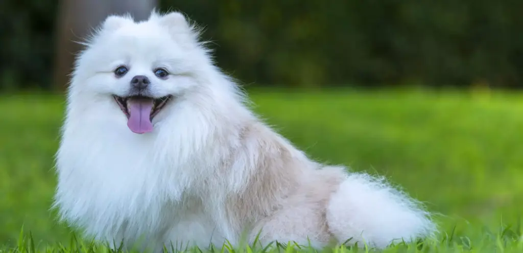 Japanese Spitz