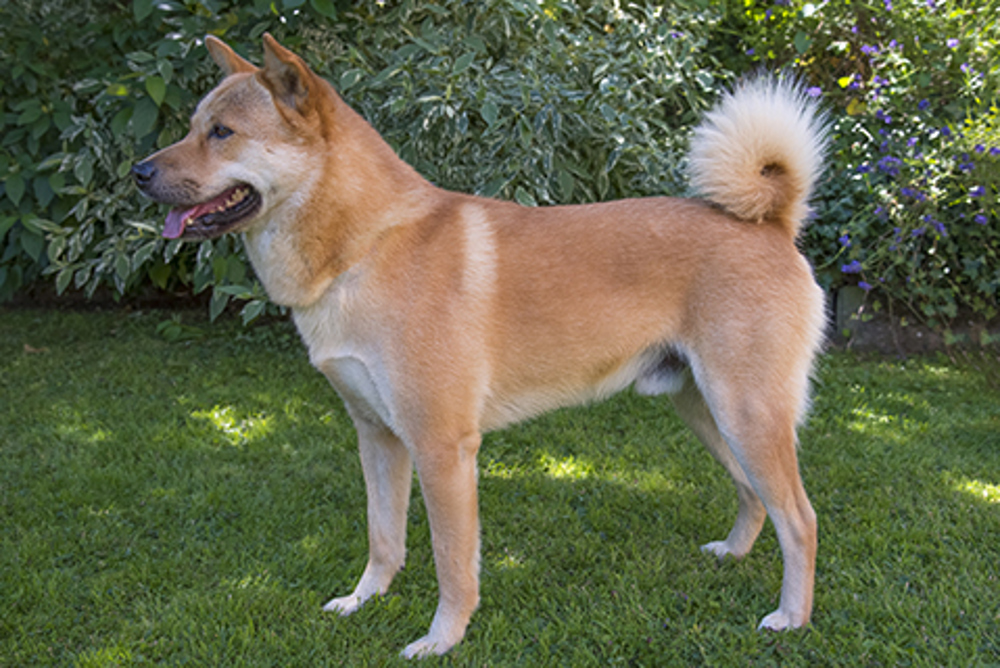 Korean Jindo (Imp)
