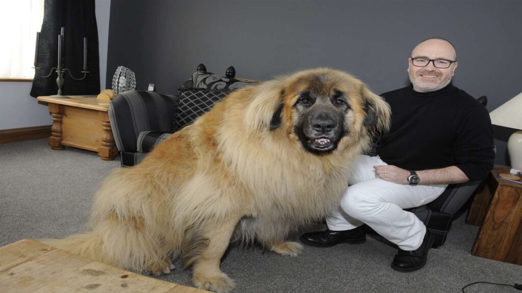 Leonberger