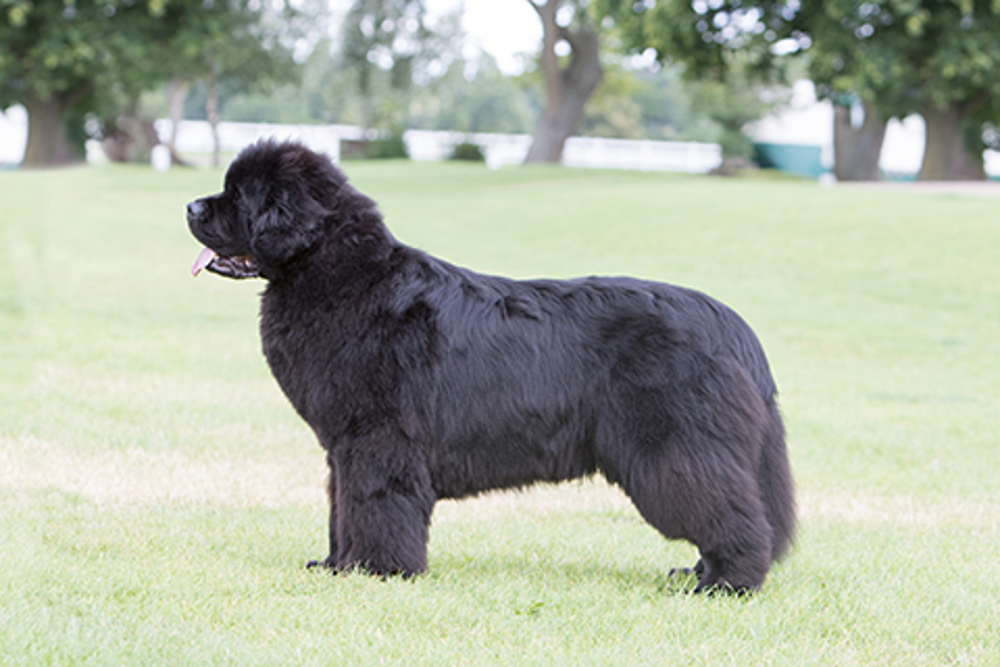 Newfoundland