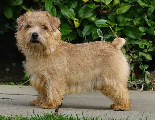 Norfolk Terrier
