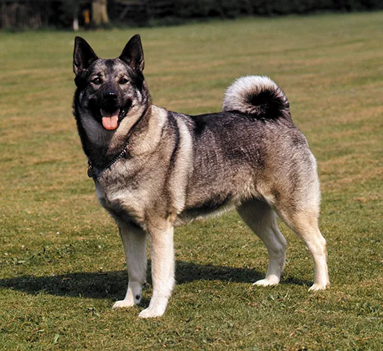 Norwegian Elkhound