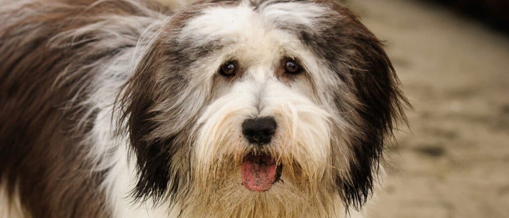Polish Lowland Sheepdog