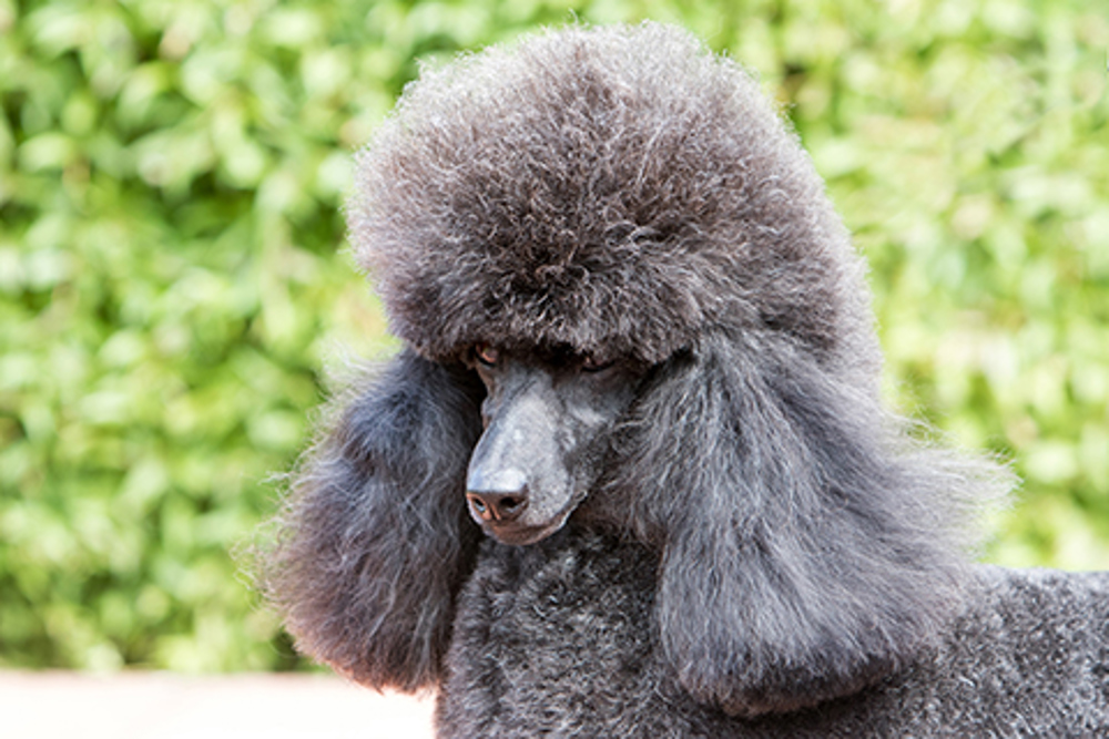 Poodle (Miniature)