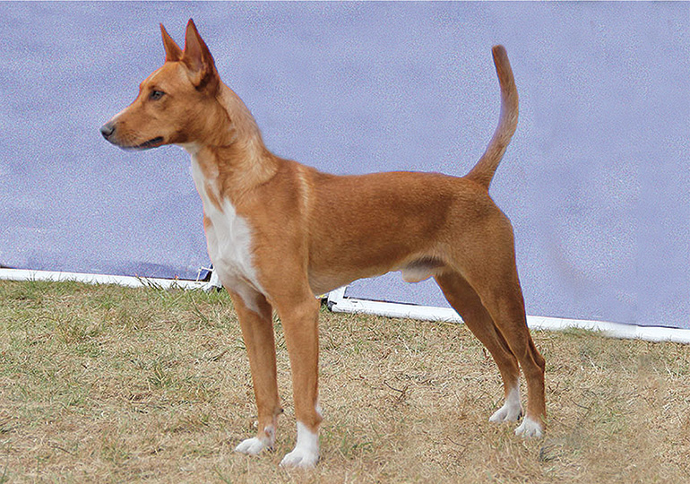 Portuguese Podengo