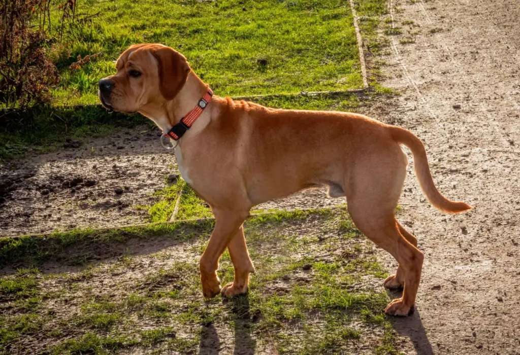 Portuguese Pointer (Imp)