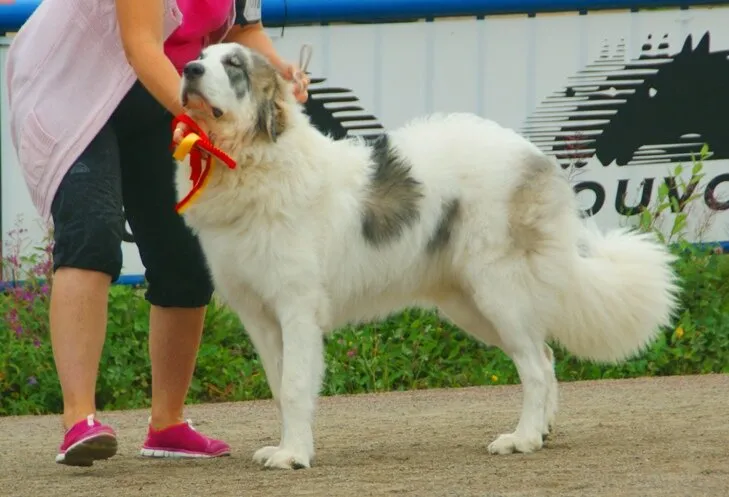 Pyrenean Mastiff (Imp)