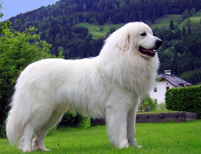 Pyrenean Mountain Dog