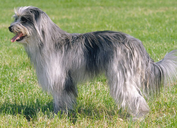 Pyrenean Sheepdog (Long Haired)
