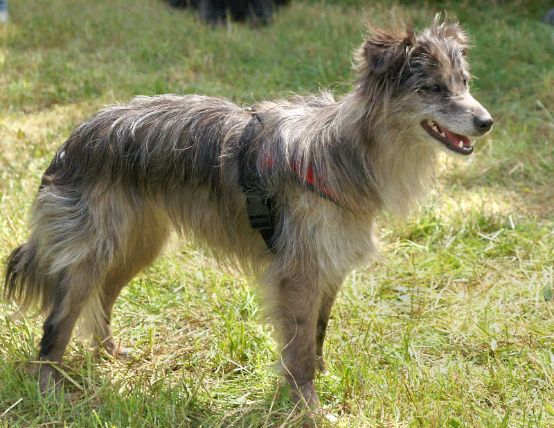 Pyrenean Sheepdog (Smooth Faced) (Imp)
