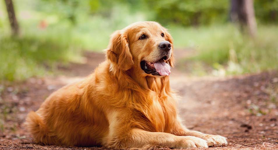 Retriever (Golden)