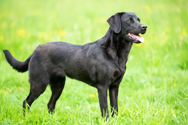 Retriever (Labrador)