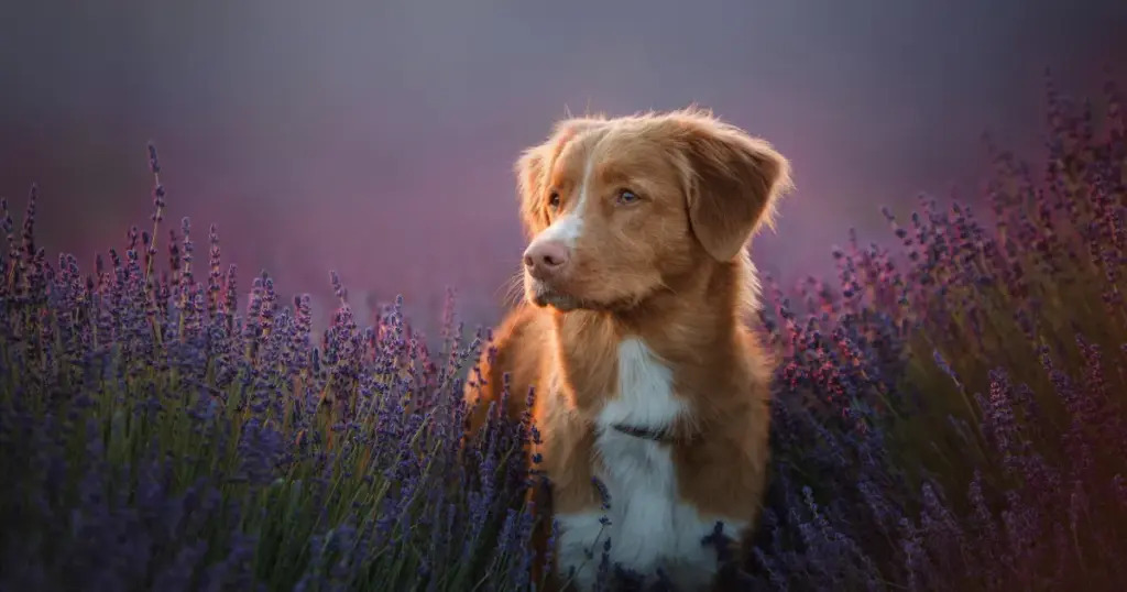 Retriever (Nova Scotia Duck Tolling)