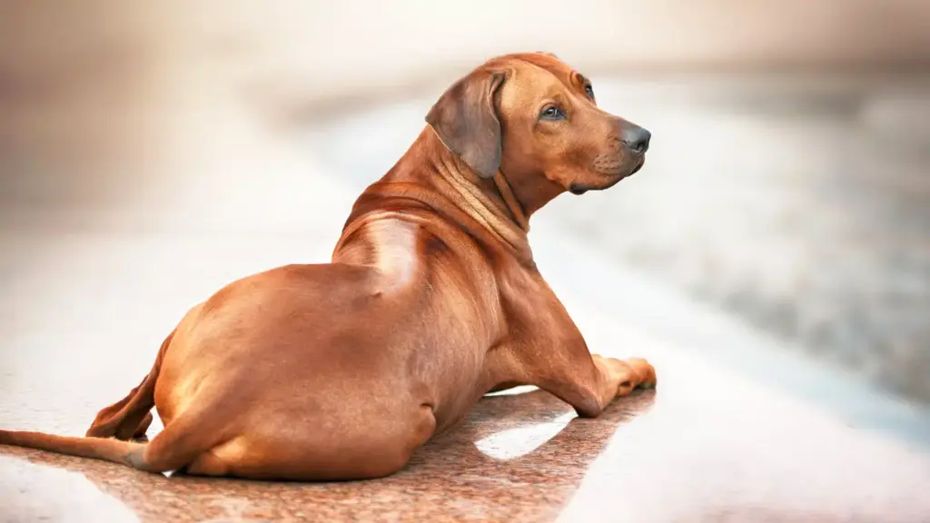 Rhodesian Ridgeback