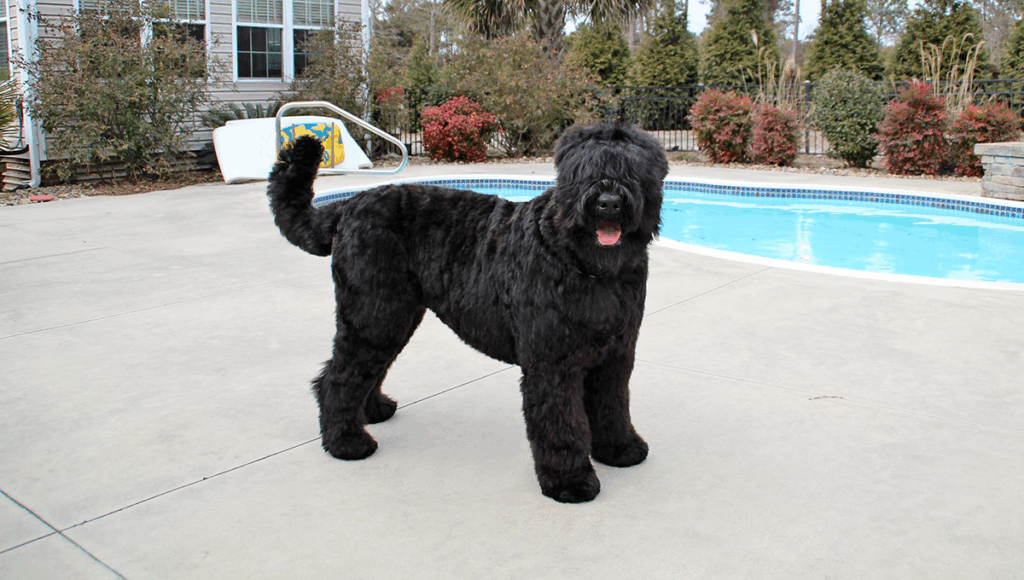 Russian Black Terrier
