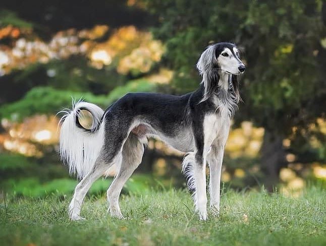 Saluki