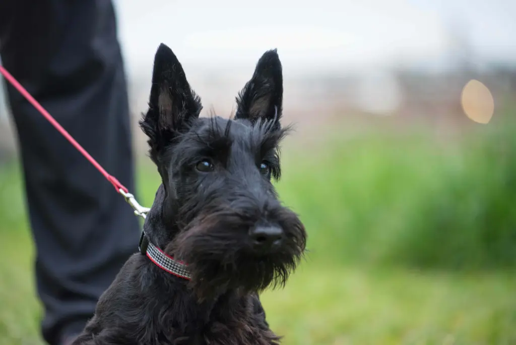 Scottish Terrier