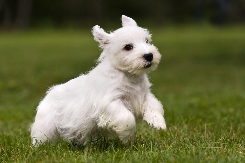 Sealyham Terrier