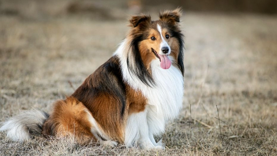 Shetland Sheepdog