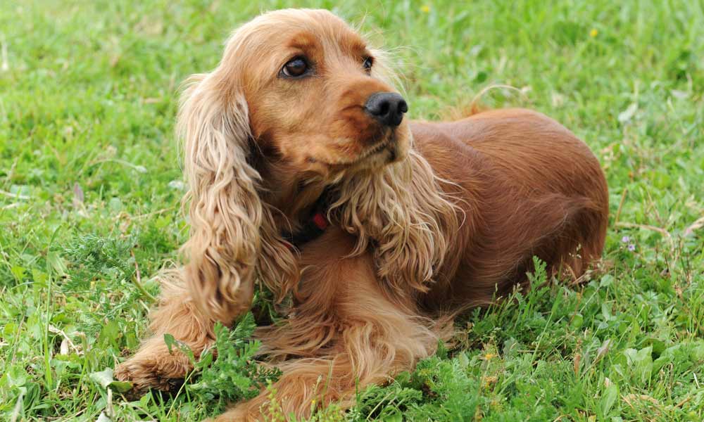 Spaniel (American Cocker)