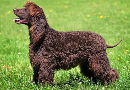 Spaniel (American Water) (Imp)