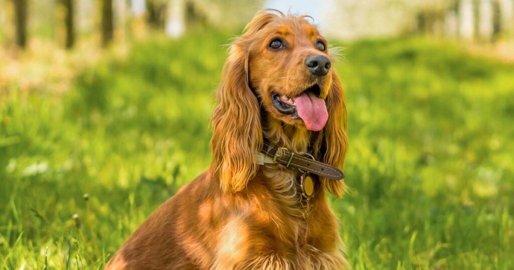 Spaniel (Cocker)