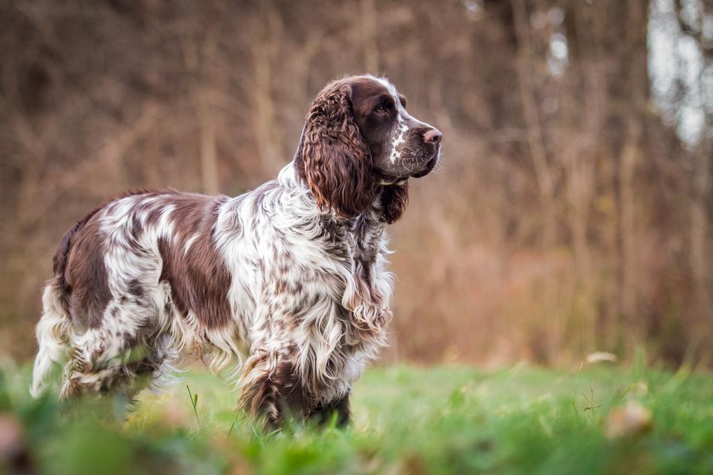 Spaniel (English Springer)