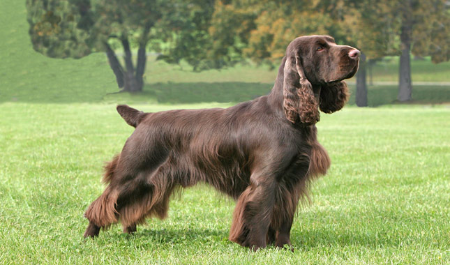 Spaniel (Field)