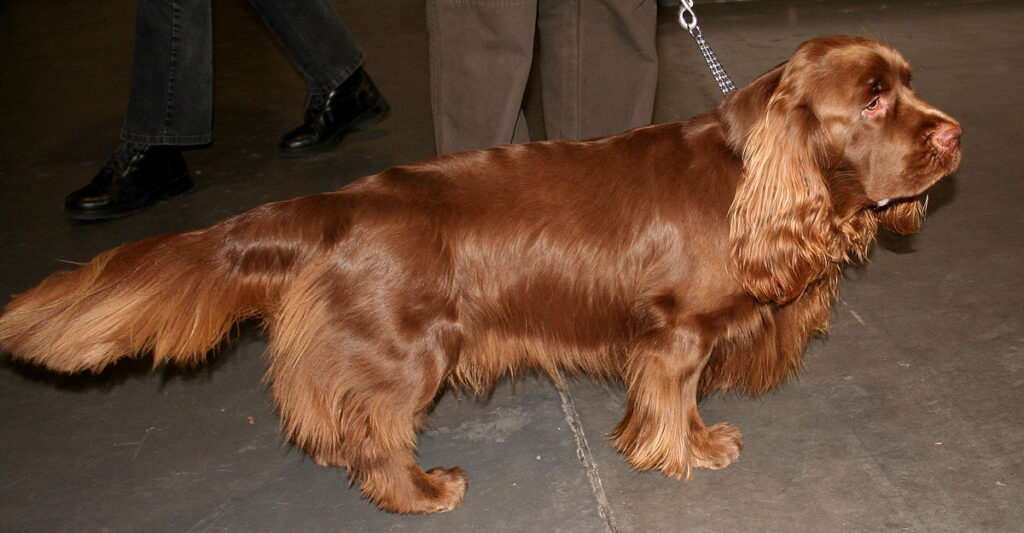 Spaniel (Sussex)