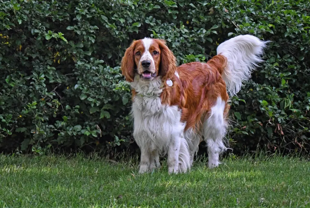Spaniel (Welsh Springer)