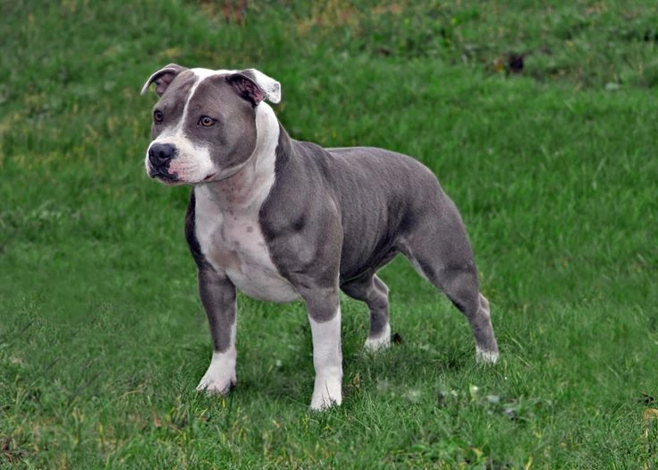 Staffordshire Bull Terrier